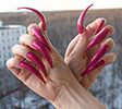 Photo Long sharp nails claws