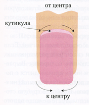 Обработка кутикулы ноготя