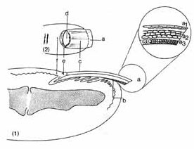 Строение ногтевой пластины в разрезе схема
