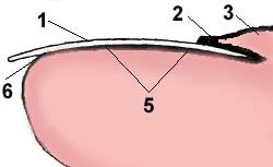 Внешнее строение ногтя