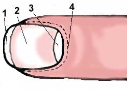строение ногтeвой пластинки