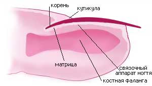 Внутреннее строение ногтя