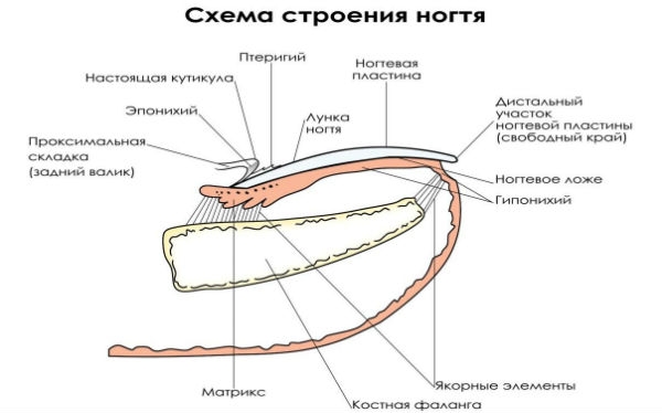 строение ногтя схема